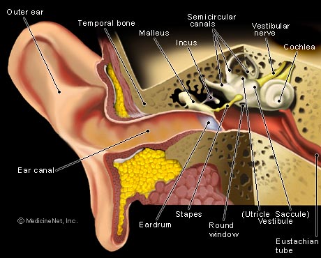 Picture of the Ear Structure